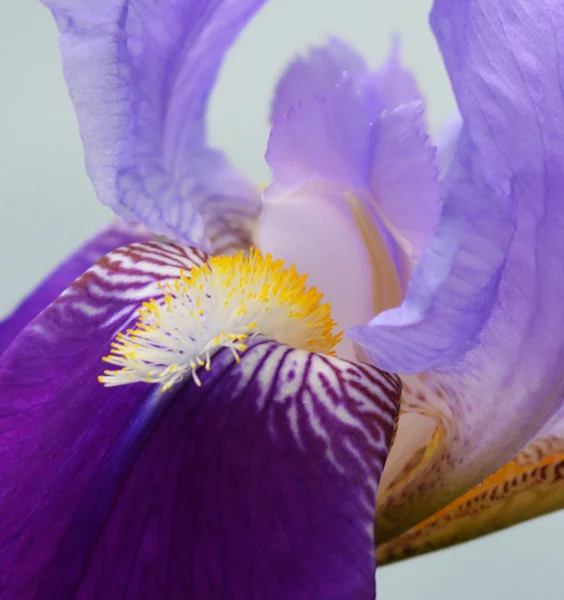 Ірис квітка — стокове фото