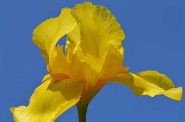 Flor da íris — Fotografia de Stock