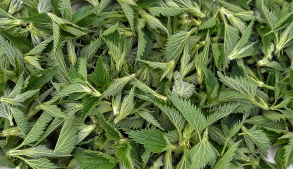 Nettle tips — Stock Photo, Image