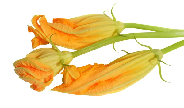 Yellow courgette blossoms — Stock Photo, Image