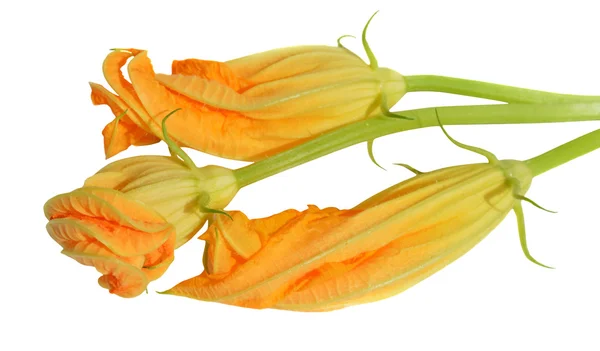 Gelbe Zucchini-Blüten — Stockfoto