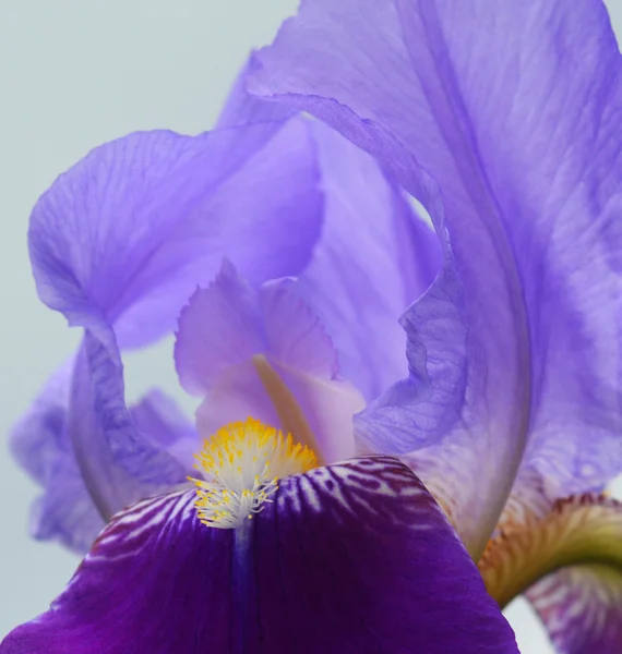 Flor da íris — Fotografia de Stock