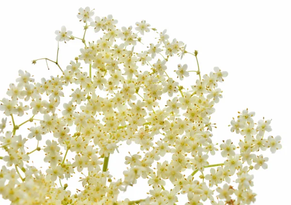 Blossom elderberry — Stock Photo, Image