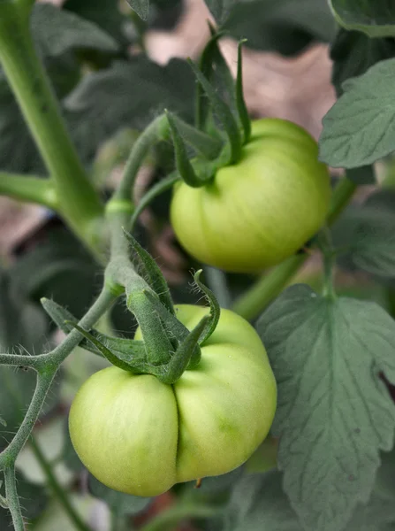 Tomates verdes — Fotografia de Stock