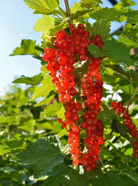 Red currant — Stock Photo, Image