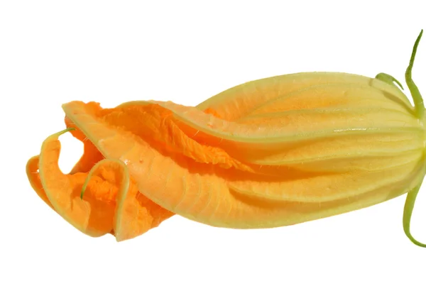 黄色西葫芦花 — 图库照片