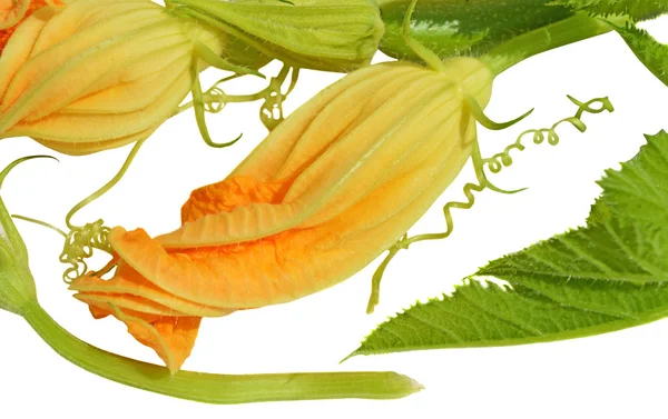 Flores de calabacín amarillo con guirnalda — Foto de Stock