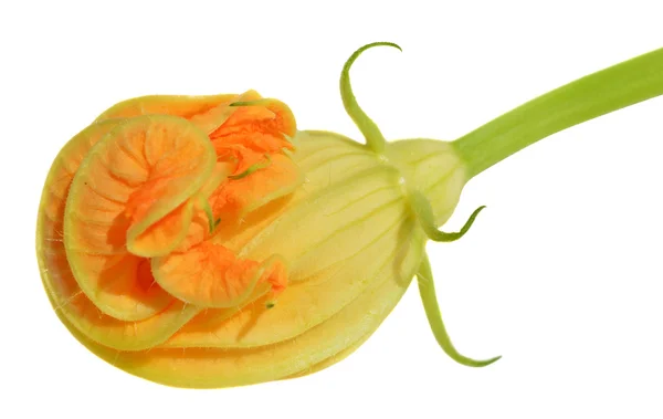 Yellow courgette blossoms — Stock Photo, Image