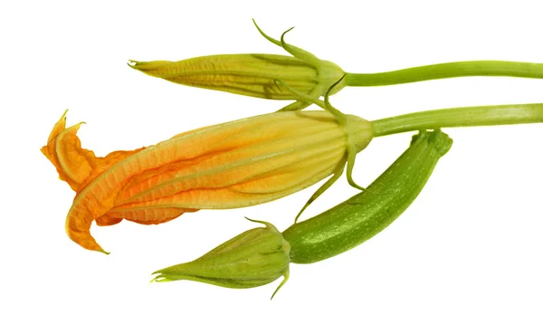 Yellow courgette blossoms — Stock Photo, Image