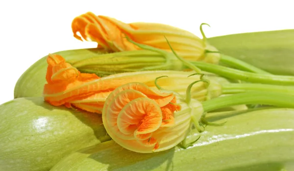 Yellow courgette blossoms — Stock Photo, Image