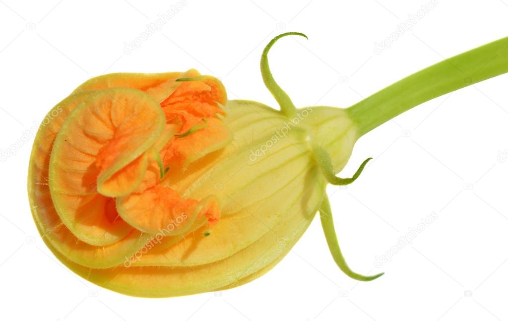 Yellow courgette blossoms