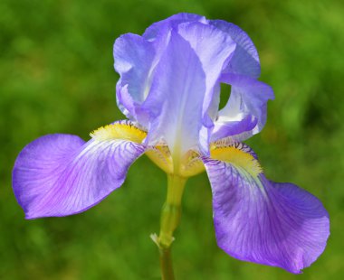 Iris çiçeği