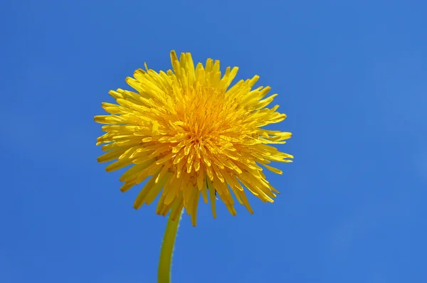 Paardebloem — Stockfoto