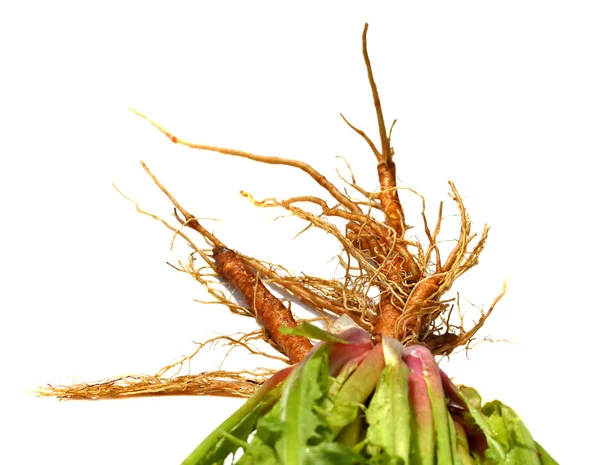 Dandelion — Stock Photo, Image