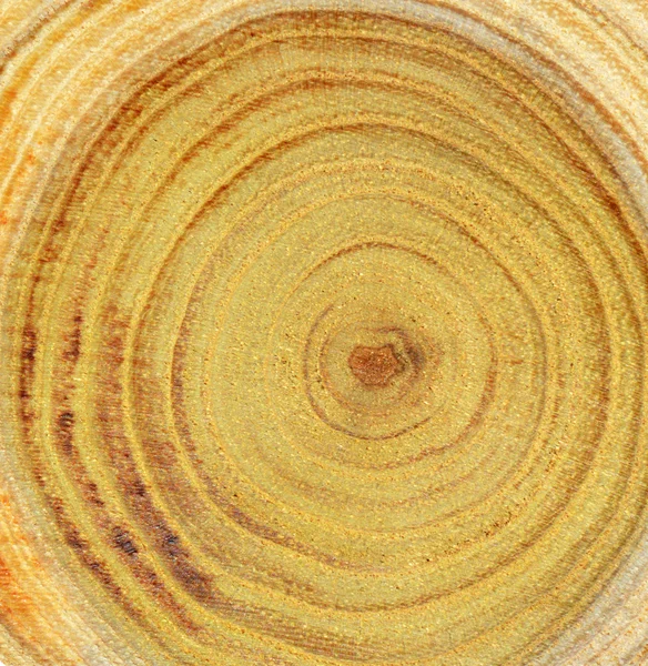 Wood slice — Stock Photo, Image