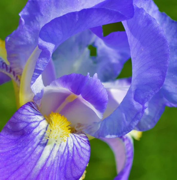 Flor da íris — Fotografia de Stock