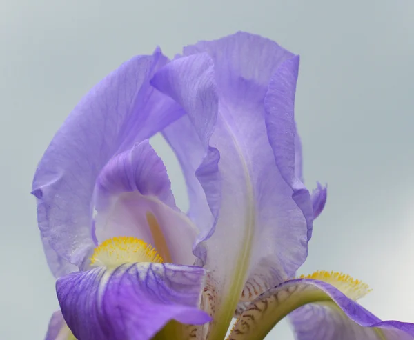 Iris bloem — Stockfoto