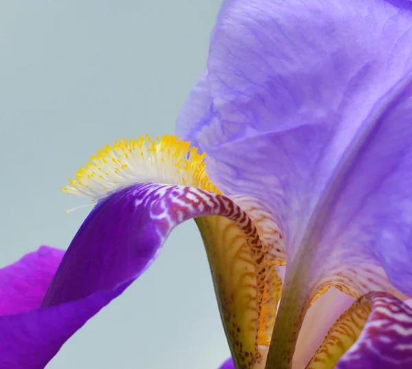Flor da íris — Fotografia de Stock
