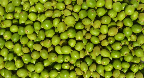 Green young walnuts — Stock fotografie