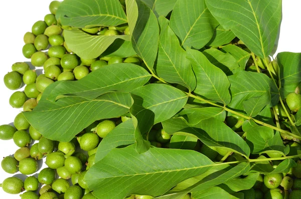 Green young walnuts — Stock Photo, Image