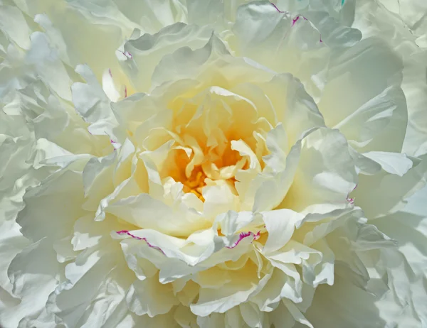 Peonia bianca — Foto Stock