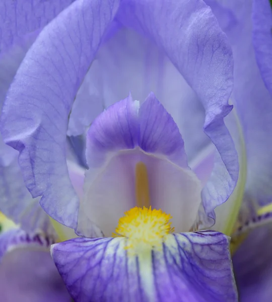 Iris flower Stock Image