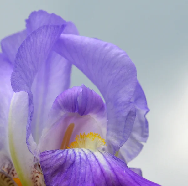 Iris flower Stock Photo