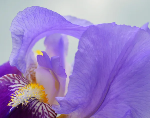 Iris flower Stock Image