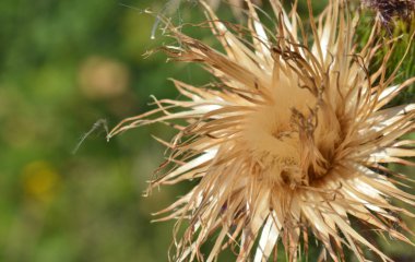 Deflorated Milk thistle