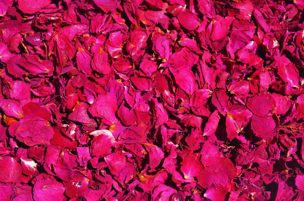 Pozadí z červené růže — Stock fotografie