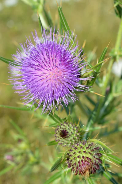 Distel in Blüte und Knospe — Stockfoto