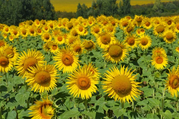 Field with sunflowers — Stock Photo, Image