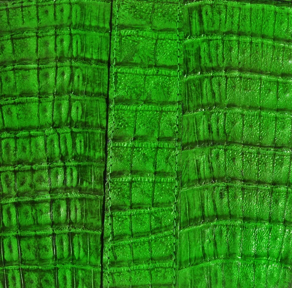 Fond en cuir d'alligator vert — Photo