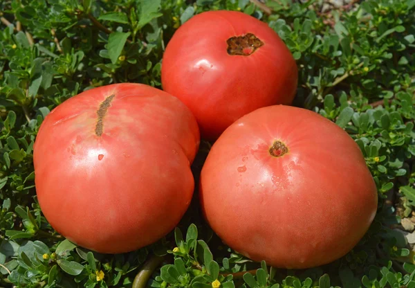 Tomate e purslane — Fotografia de Stock