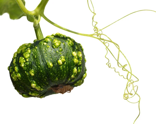 Pequeña calabaza verde — Foto de Stock