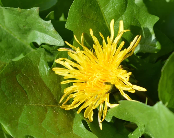 Paardebloem en bladeren — Stockfoto