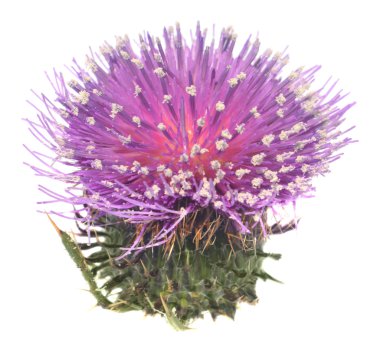 Pembe thistle izole