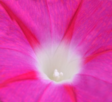 Çan çiçeği pembe