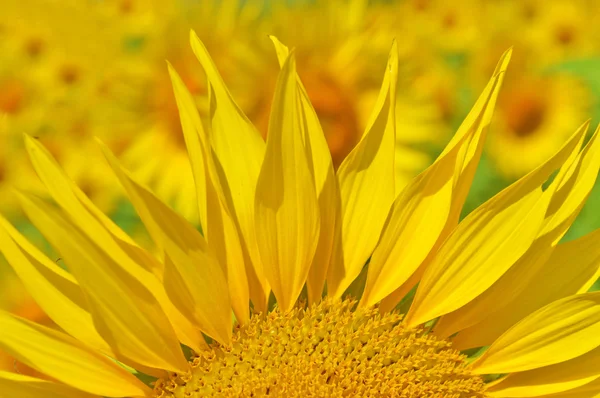 Campo con girasoles — Foto de Stock