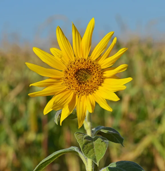 Girasol amarillo en el campo — Foto de Stock