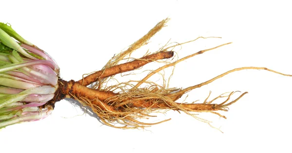 Dandelion root na białym tle — Zdjęcie stockowe