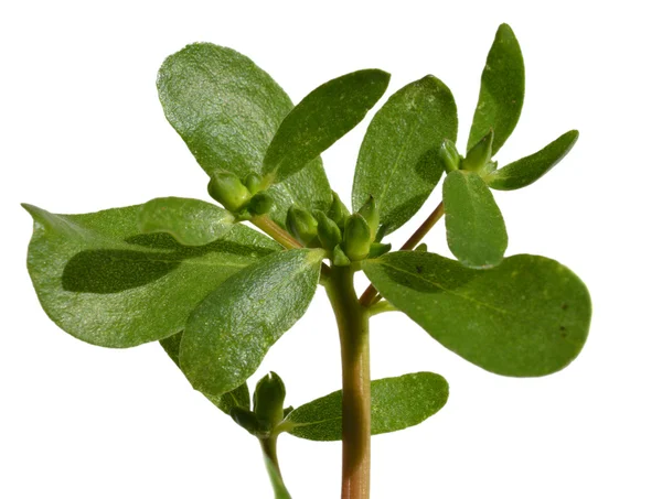 Erva verde Purslane — Fotografia de Stock