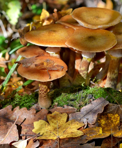 Champignons dans la forêt — Photo