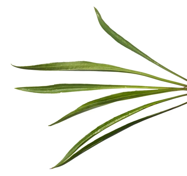 Ribwort Plantain green — Stock Photo, Image