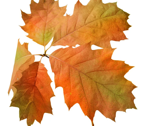 Orange autumn leaves — Stock Photo, Image