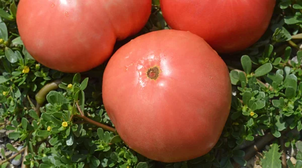 Tomate e purslane — Fotografia de Stock
