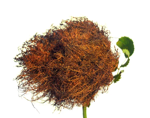 Brown Bedeguar gall — Stock Photo, Image