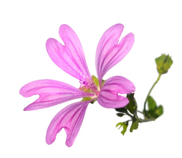 Růžový sléz bylina — Stock fotografie