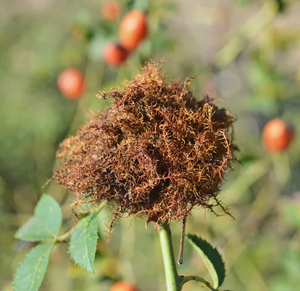 Gall Bedeguar marrón —  Fotos de Stock