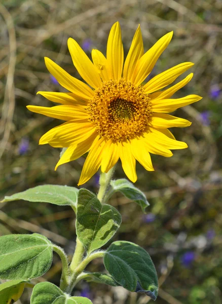 Girassol amarelo em flor — Fotografia de Stock